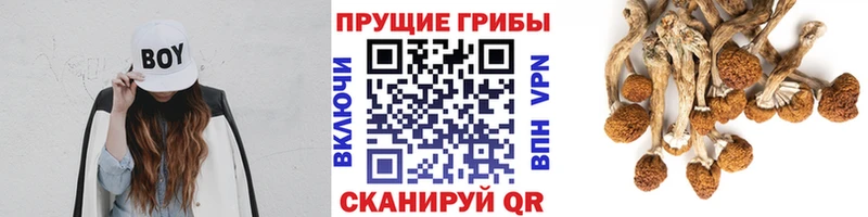 Галлюциногенные грибы Psilocybine cubensis Шарья
